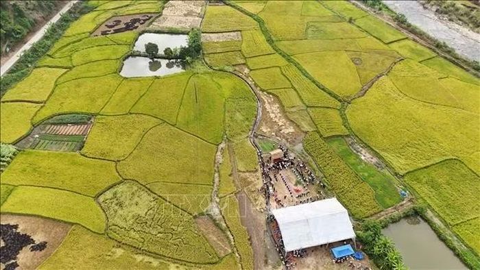 Cánh đồng lúa vàng Tùng So, bản Huổi Én, xã Phong Thổ nơi tổ chức lễ hội.