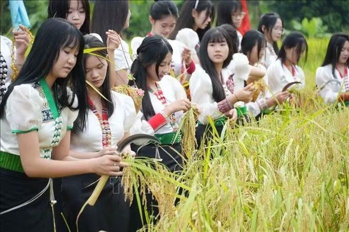 Các thiếu nữ cắt lúa tại Lễ hội Kin Lẩu Khẩu Mẩu.