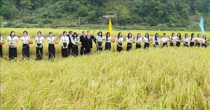 Lễ cắt lúa tại cánh đồng trong Lễ hội Kin Lẩu Khẩu Mẩu.
