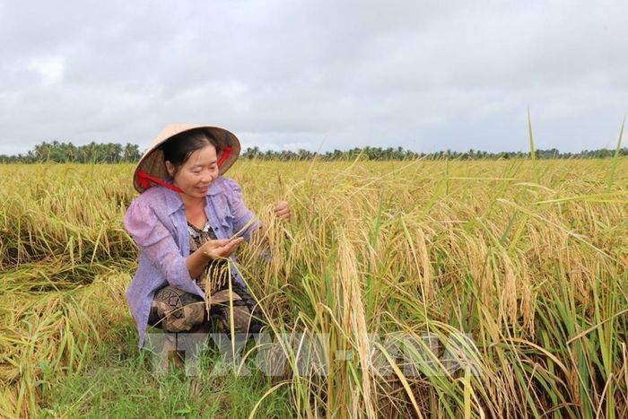 Gạo sạch chất lượng cao đang từng bước tạo dựng chỗ đứng trên thị trường. Ảnh: Thanh Hòa- TTXVN