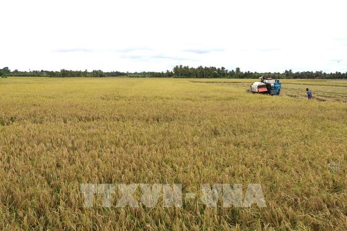 Nhiều giống lúa đặc sản, giống mới đã khẳng định hiệu quả, tạo ra những sản phẩm có giá trị cao. Ảnh minh hoạ: Thanh Hòa- TTXVN