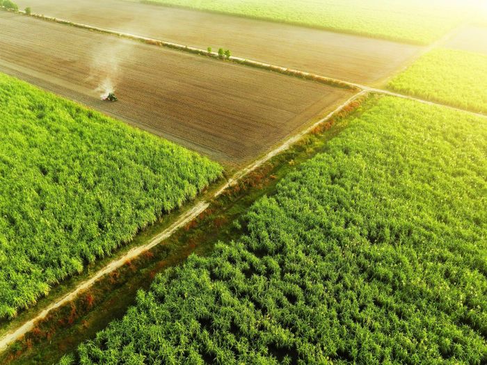 Vùng nguyên liệu xanh bạt ngàn của TTC AgriS. Ảnh: TTC AgriS.