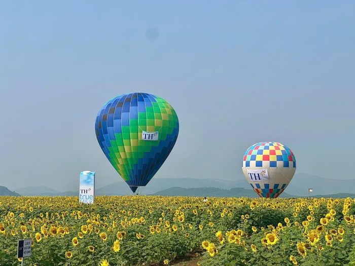 Tập đoàn TH tổ chức hoạt động trải nghiệm bay khinh khí cầu dành cho 100 khách hàng đăng ký