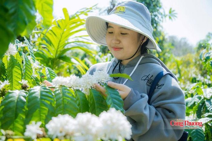 Chương trình “Khi cà phê nở hoa” gắn tham quan vườn, chụp ảnh với trải nghiệm vùng trồng cà phê.