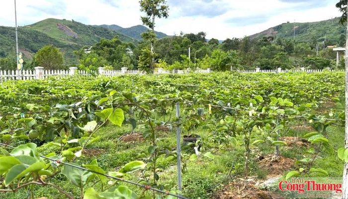 Nhiều vùng nguyên liệu đã được hình thành ở xã Sơn Tây Thượng.