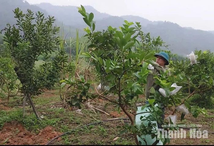 Anh Lê Văn Tuyên chăm sóc diện tích cây mắc-ca trồng xen ổi Đài Loan.