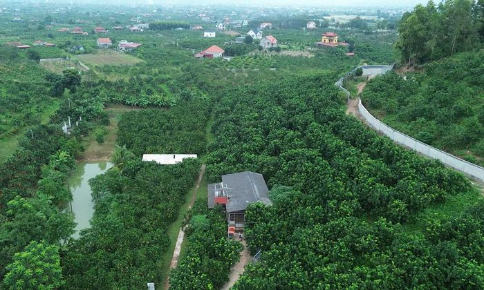  Vườn cây ăn quả tại phường Chũ. 