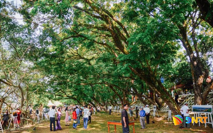 Vườn Cừa (phường Hương Trà) với hàng sưa di sản rợp bóng bên sông Tam Kỳ. Ảnh: XUÂN SƠN