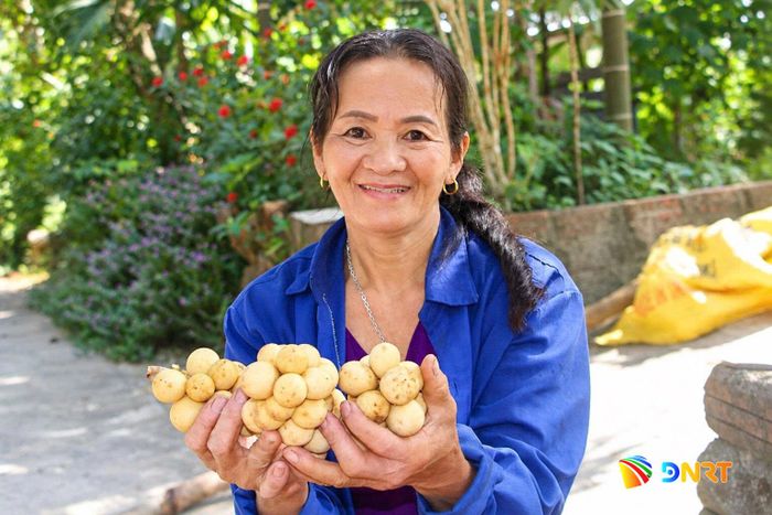 Người nông dân phấn khởi khi lòn bon được mùa được giá. Ảnh: D.LỆ
