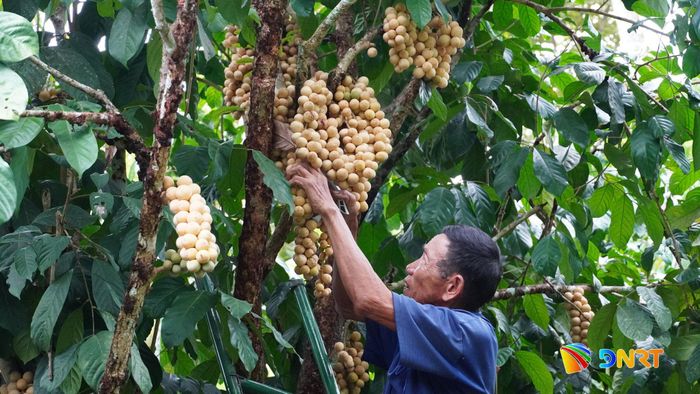 Nông dân xứ Tiên thu hoạch lòn bon. Ảnh: D.LỆ