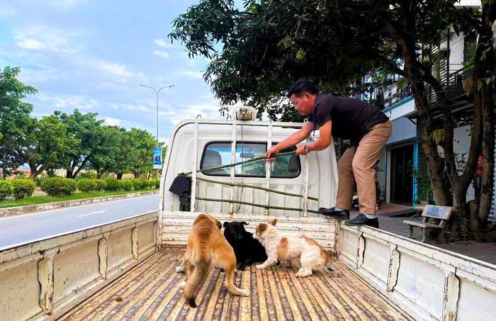 Tổ công tác Quản lý trật tự đô thị phường Điện Biên Phủ xử lý chó thả rông.