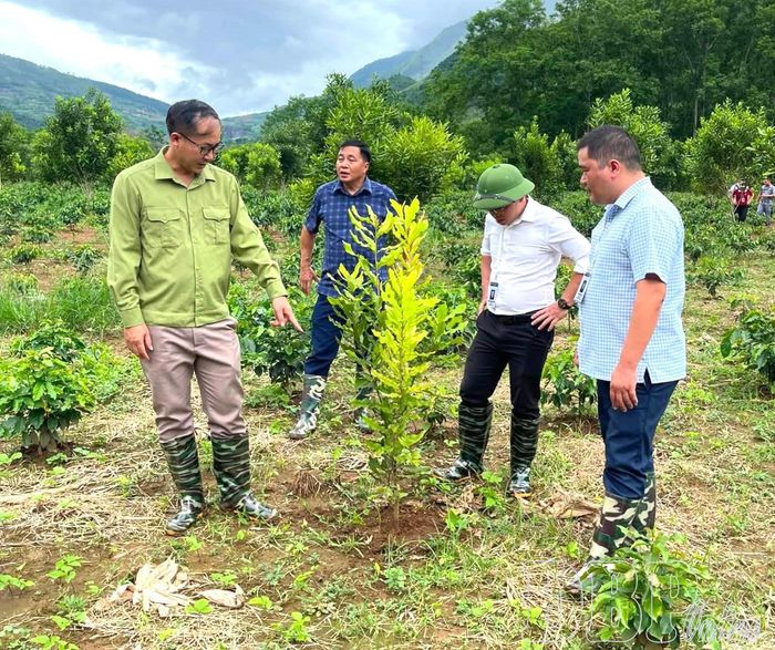 Lãnh đạo UBND xã Mường Mùn kiểm tra diện tích trồng mắc ca xen cà phê trên địa bàn.