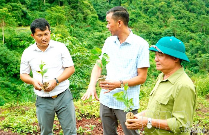 Cán bộ xã Quảng Lâm kiểm tra công tác trồng cây cà phê nhằm phát huy hiệu quả nguồn lực hỗ trợ sản xuất của chương trình mục tiêu quốc gia.