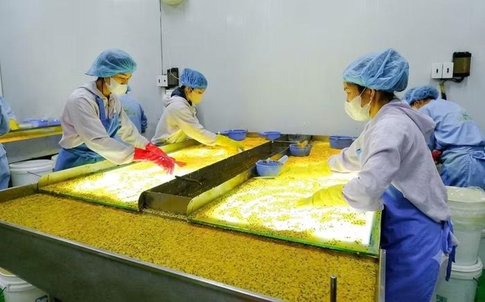  Chế biến dịch chanh dây cấp đông tại Công ty TNHH một thành viên Nông nghiệp SeSan Gia Lai (phường Diên Hồng). Ảnh: Vũ Thảo 