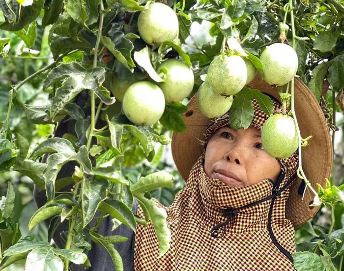  Chanh dây là một trong những mặt hàng nông sản xuất khẩu của tỉnh. Ảnh: Vũ Thảo 