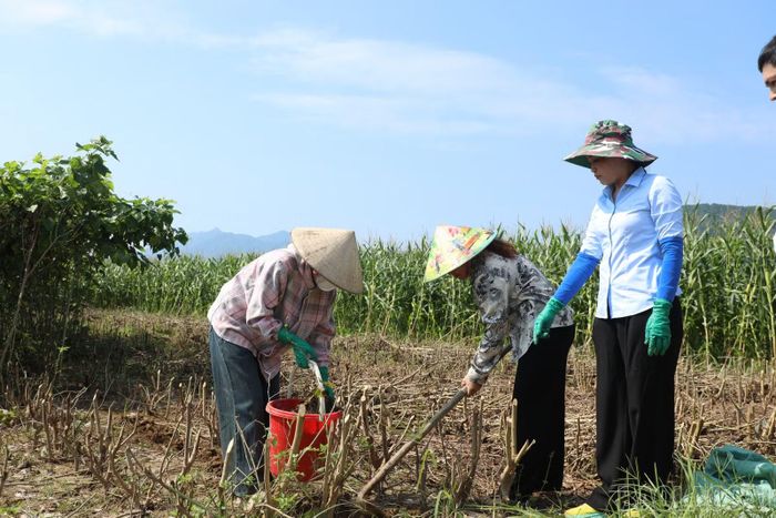 Thành viên tổ khuyến nông cộng đồng trực tiếp hướng dẫn người dân kỹ thuật bón lót phân cho cây trồng ngay tại đồng ruộng.