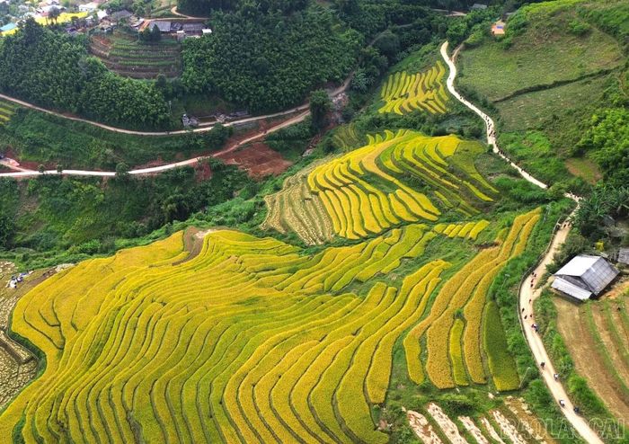 Khung cảnh mùa lúa chín tại xã Lao Chải, nơi diễn ra giải chạy trong khuôn khổ Lễ hội “Sắc chàm Lao Chải” lần thứ II năm 2026.