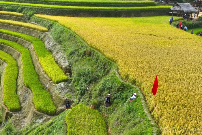 Cung đường chạy uốn lượn giữa những thửa ruộng bậc thang vàng óng, tạo nên nét đặc trưng cho giải chạy tại Lao Chải.