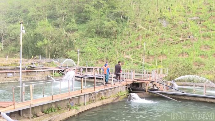 Nguồn nước lạnh quanh năm dưới chân dãy Hoàng Liên Sơn tạo điều kiện thuận lợi cho nghề nuôi cá hồi, cá tầm phát triển.