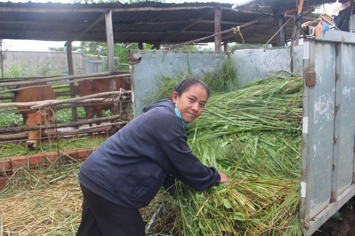 Nhiều hộ nuôi bò nhốt chuồng các xã phía Đông Nam tỉnh