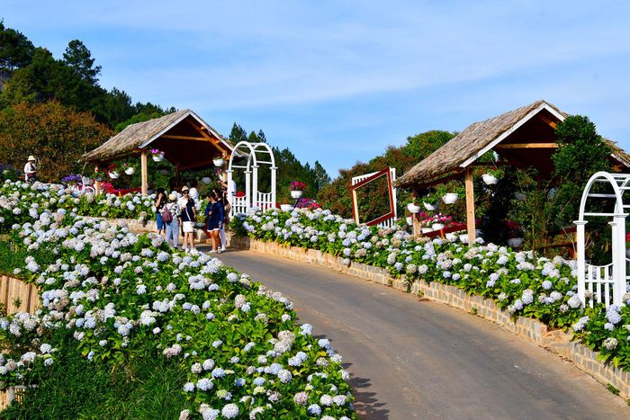Hoa cũng có sức hút du khách đến với Lâm Đồng.