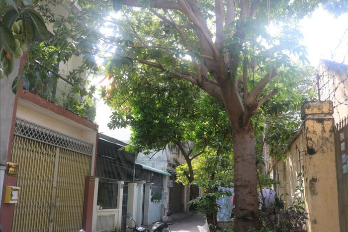 Cây mủ trôm chiếm không gian vỉa hè tuyến hẻm 140 đường Trần Phú, phường Phan Thiết