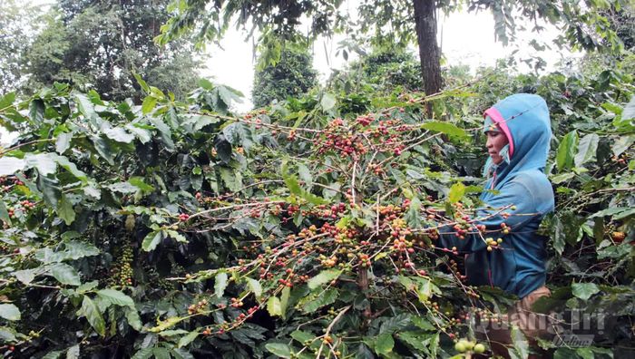 Người dân Khe Sanh thu hoạch cà phê - Ảnh: N.M