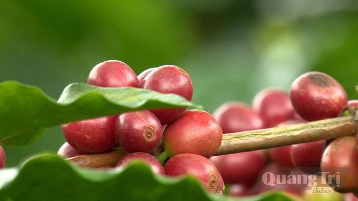 Mùa cà phê chín ở Hướng Phùng - Ảnh: N.D