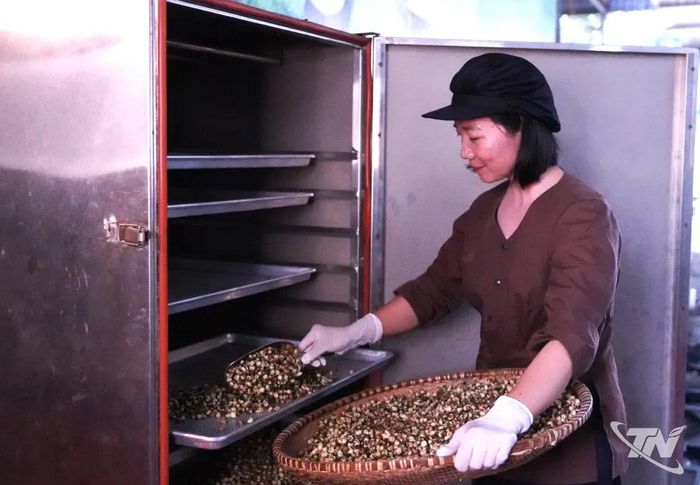 Hoa chè xanh trải qua nhiều công đoạn sấy, lên men.