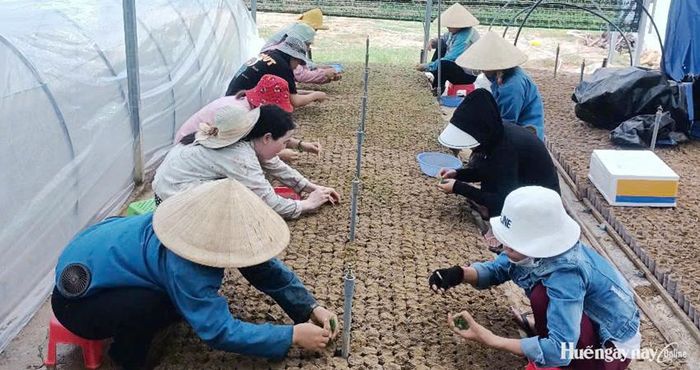 Mô hình ươm cây giống cây rừng ở TDP Phong Mỹ 2 tạo điều kiện cho người nghèo có việc làm, tăng thu nhập.