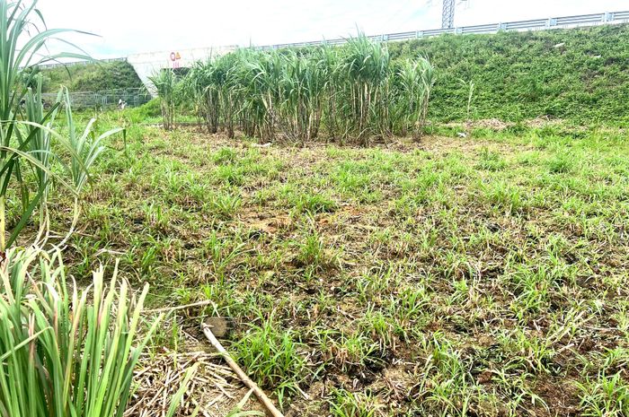 PV ghi nhận cả những trường hợp bỏ lại cuốc trong phía trong hàng rào cao tốc.
