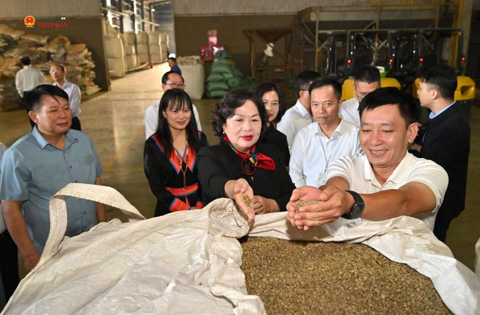 Phó Chủ tịch Quốc hội Nguyễn Thị Hồng thăm cơ sở sản xuất, chế biến cà phê của Công ty Cổ phần Phúc Sinh Sơn La