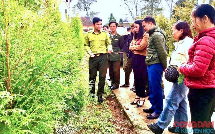 Các cán bộ kiểm lâm Vườn Quốc gia Hoàng Liên chia sẻ về quá trình nhân giống cây Hoàng đàn, Vân sam trong vườn ươm. Ảnh: Quốc Hồng