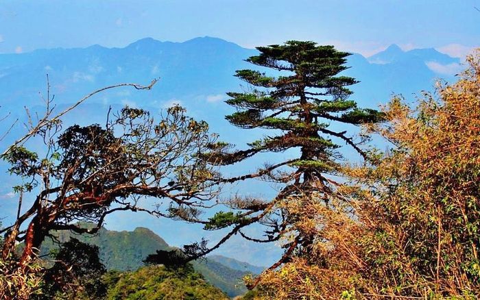 Cây Vân sam giống gốc ngoài tự nhiên, ở độ cao hơn 2.600m trên dãy núi Hoàng Liên hùng vĩ. Ảnh: Nguyễn Sang