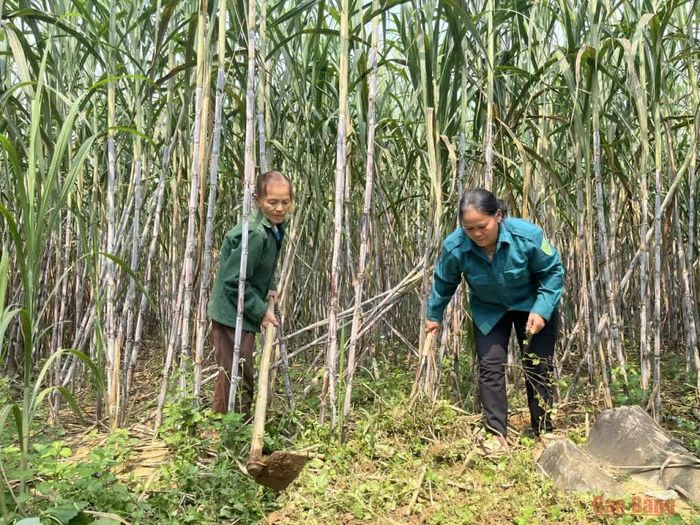 Người dân xóm Hòa Chung, xã Phục Hòa chăm sóc mía nguyên liệu.