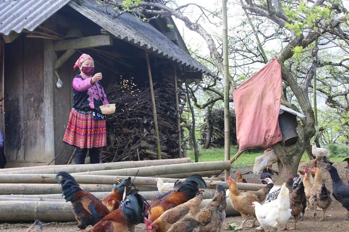 Chăn nuôi quy mô hộ gia đình – một trong những nội dung hỗ trợ sinh kế cần đến đúng người, đúng lúc. Ảnh: Hữu Nghị