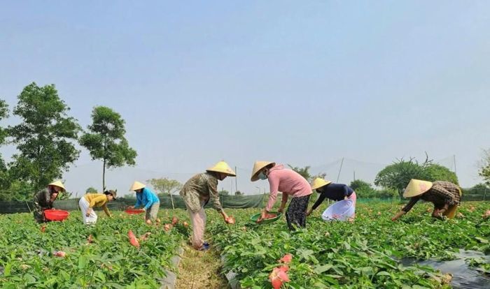 Chi nhánh NHCSXH TP. Huế luôn nỗ lực bằng nhiều giải pháp nhằm đưa nguồn vốn tin dụng chính sách đến gần người dân. Ảnh: hue.gov.vn