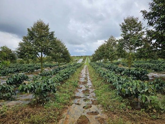 Cà phê trên cao nguyên Bolaven (Lào). Ảnh: HAGL
