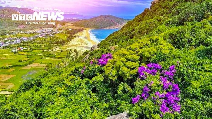 Những dải màu tím hồng rực rỡ giữa đại ngàn làm tăng thêm vẻ đẹp của vùng đất ven biển Gia Lai.