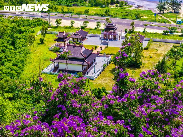 Theo ghi nhận, bằng lăng xuất hiện nhiều nhất ở vạt núi sau lưng Đền thờ vị Anh hùng Dân tộc Nguyễn Trung Trực và núi Đá Mủ (đều thuộc khu vực Cát Hải Nam, xã Cát Tiến). Nơi đây có những gốc cây lâu năm thân cao, tán rộng hàng chục mét.