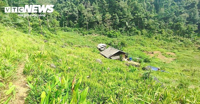 Cây lê VH6 sẽ phủ xanh những mảnh đồi bỏ trống, kỳ vọng sẽ tạo ra giá trị kinh tế, giúp người dân thoát nghèo.