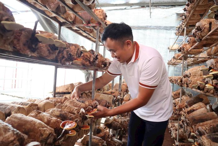 Anh Lê Văn Hợp với mô hình trồng nấm lim xanh. Ảnh: Nguyễn Mai