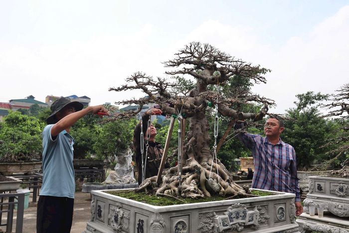 Nhiều hộ dân xã Thiên Lộc phát triển nghề trồng cây cảnh, không cần diện tích canh tác lớn nhưng vẫn cho giá trị cao. Ảnh: Nguyễn Mai
