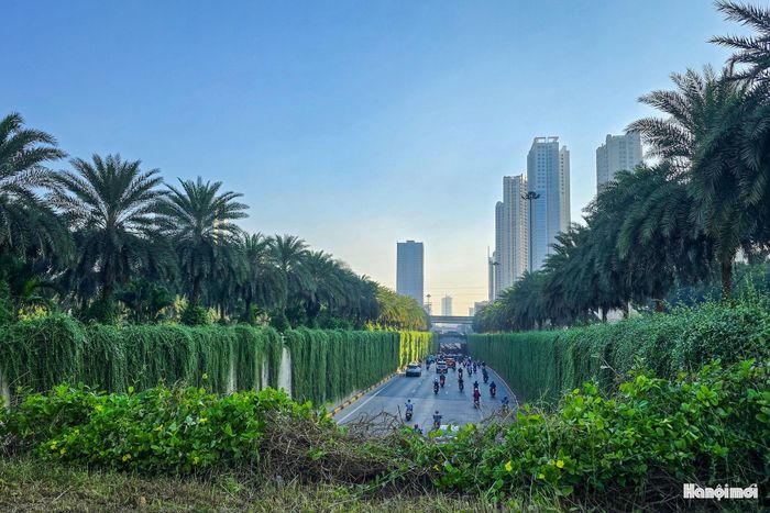 Sở Xây dựng Hà Nội đang triển khai thí điểm trồng, bổ sung cây xanh tại một số trụ đường sắt trên cao, cầu vượt, hầm chui và nhà chờ xe buýt nhằm cải thiện cảnh quan đô thị.