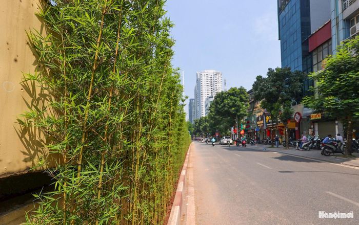 Cây được bố trí thành từng khoang, phù hợp với hình dáng kiến trúc của công trình, tạo sự gọn gàng và đồng bộ cho không gian dưới chân cầu.