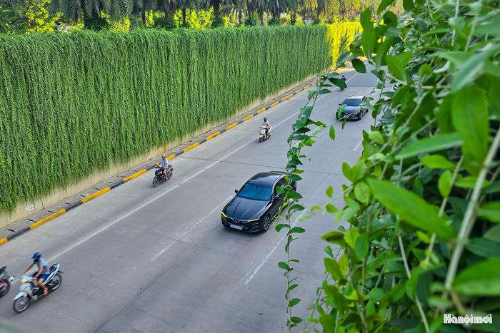 Tại hầm chui Trung Hòa, đoạn kết nối đường Trần Duy Hưng với đại lộ Thăng Long, những dây cúc tần Ấn Độ được trồng từ nhiều năm trước, rủ xuống thành hầm, tạo điểm nhấn xanh ở cửa ngõ phía Tây thành phố.