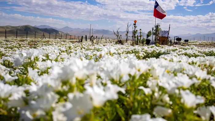  Biển hoa màu trắng tại sa mạc Atacama. Ảnh: Live Science. 
