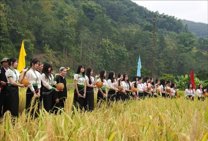 Người Thái ở Phong Thổ thường lựa chọn lúa nếp non loại ngon nhất để làm cốm