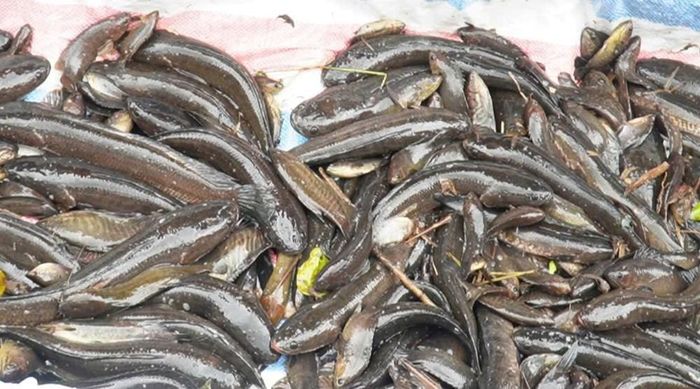 Vườn quốc gia U Minh Hạ sở hữu nguồn thủy sản phong phú
