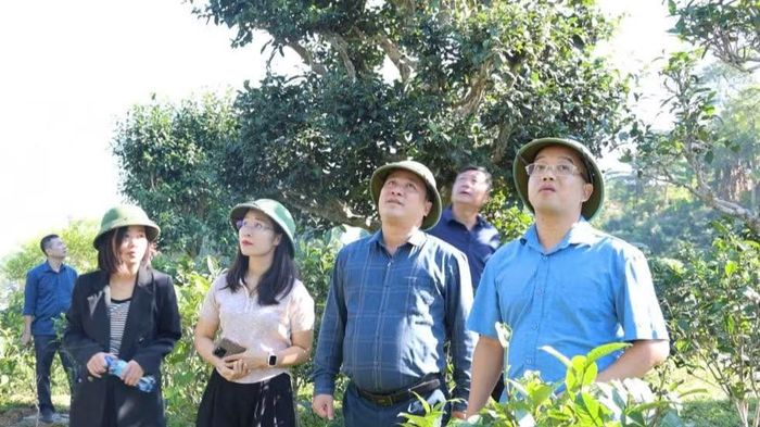 Lãnh đạo xã Đồng Phúc kiểm tra vùng chè cổ. (Ảnh: Ủy ban nhân dân xã Đồng Phúc)